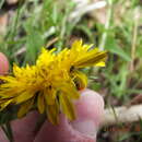 Image of Clover Seed Weevil