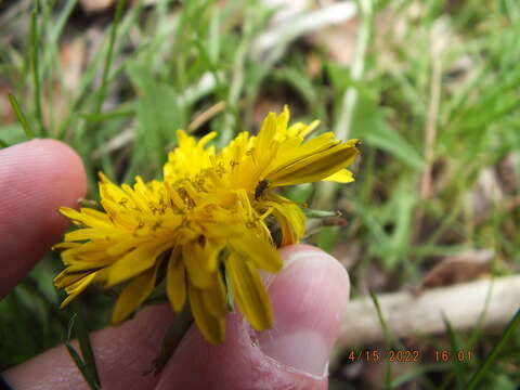 Image of Clover Seed Weevil