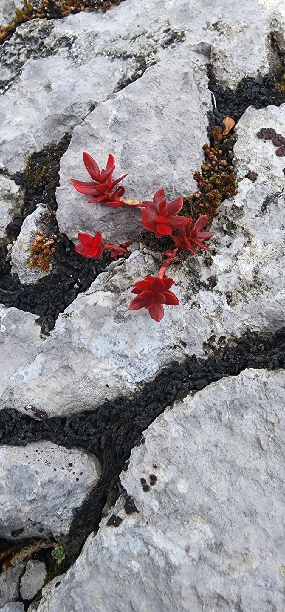 Image of ledge stonecrop