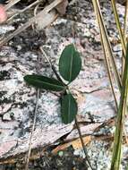 صورة Leichhardtia coronata (Benth.) P. I. Forst.