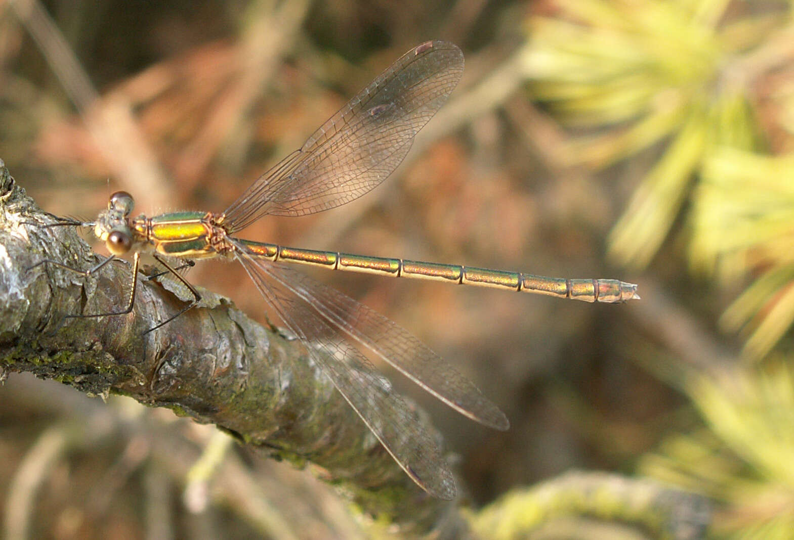 Image of Small Emerald Spreadwing