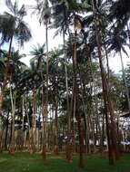 Image of Barbel palm