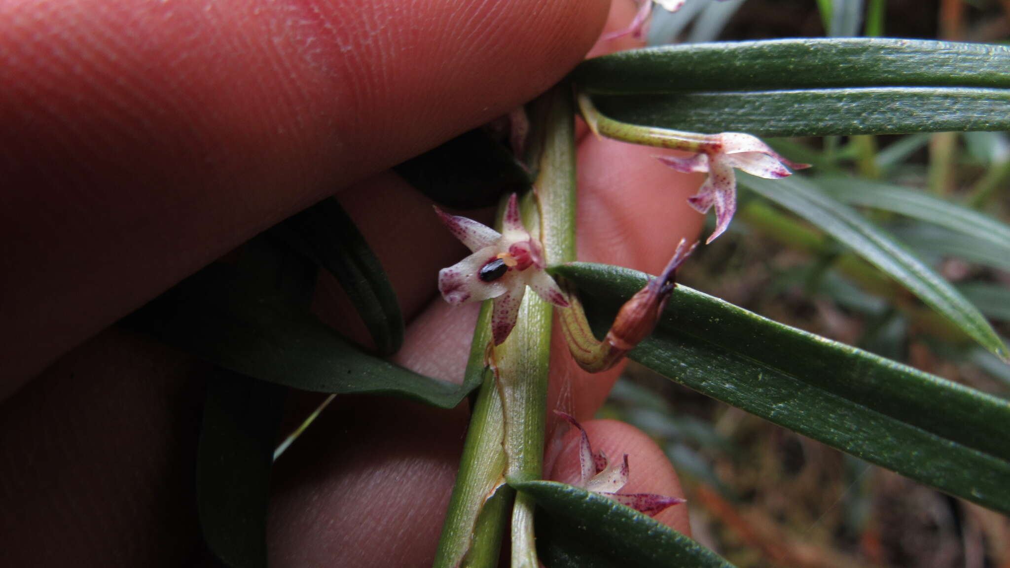 Image of Maxillaria graminifolia (Kunth) Rchb. fil.