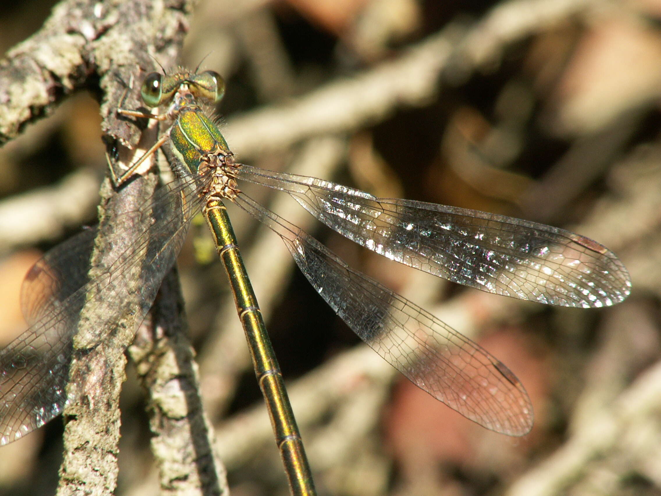 Image of Small Emerald Spreadwing