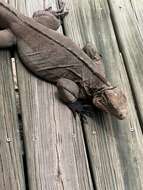 Image of Cayman Island Ground Iguana