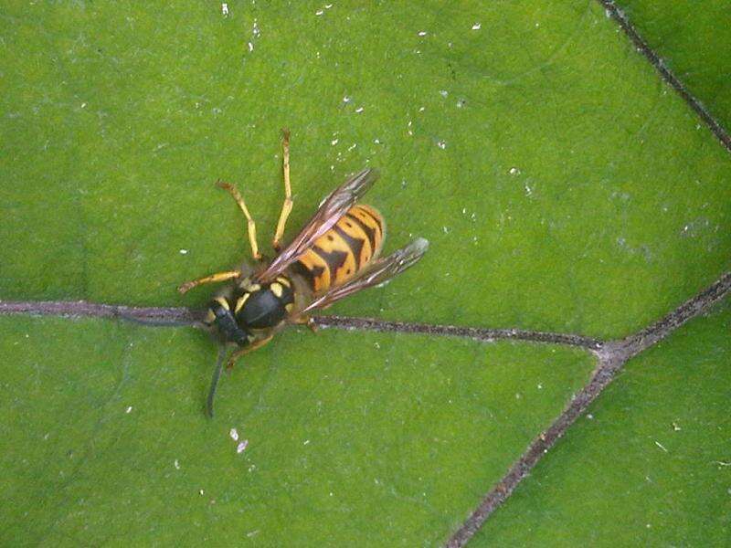 Image of Common wasp