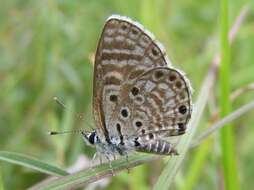 Image of African babul blue