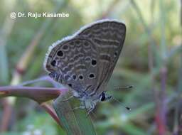 Image of Bright Babul Blue