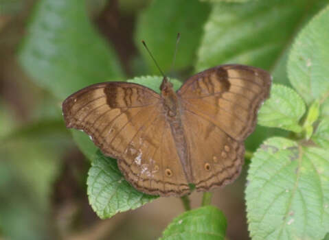 Image of chocolate pansy