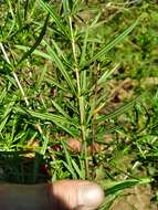 Image of Hypericum densiflorum var. interior (Small) Sorrie & Weakley