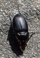 Image of Ground beetle