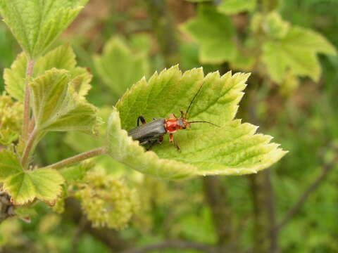 Image of Cantharis livida