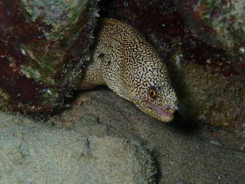 Image of Bastard Eel