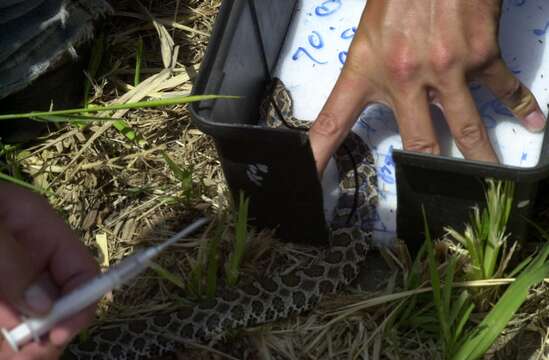 Image of Black massasauga