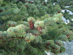 Image of Grecian Fir