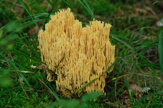 Image of Ramaria flava (Schaeff.) Quél. 1888