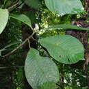 Image of Chrysochlamys grandifolia (L. O. Williams) B. E. Hammel