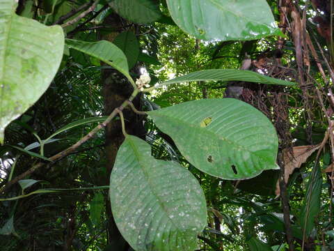 Image de Chrysochlamys grandifolia (L. O. Williams) B. E. Hammel