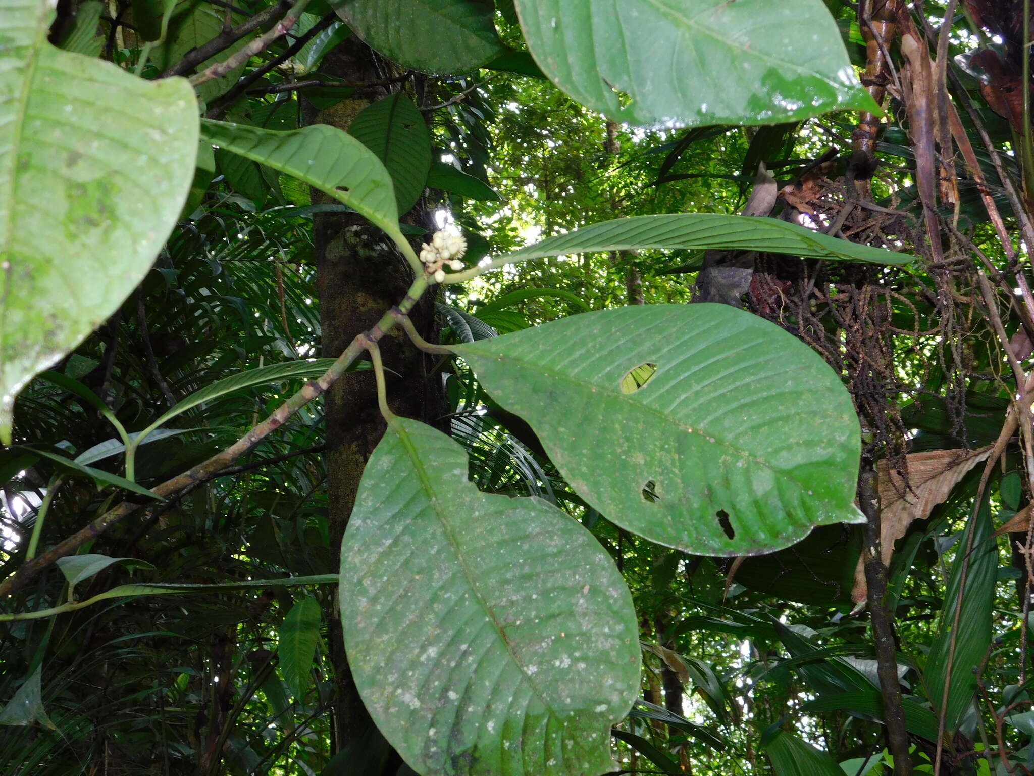 Image of Chrysochlamys grandifolia (L. O. Williams) B. E. Hammel