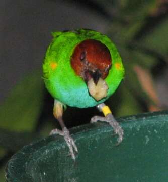 Image of Bay-headed Tanager