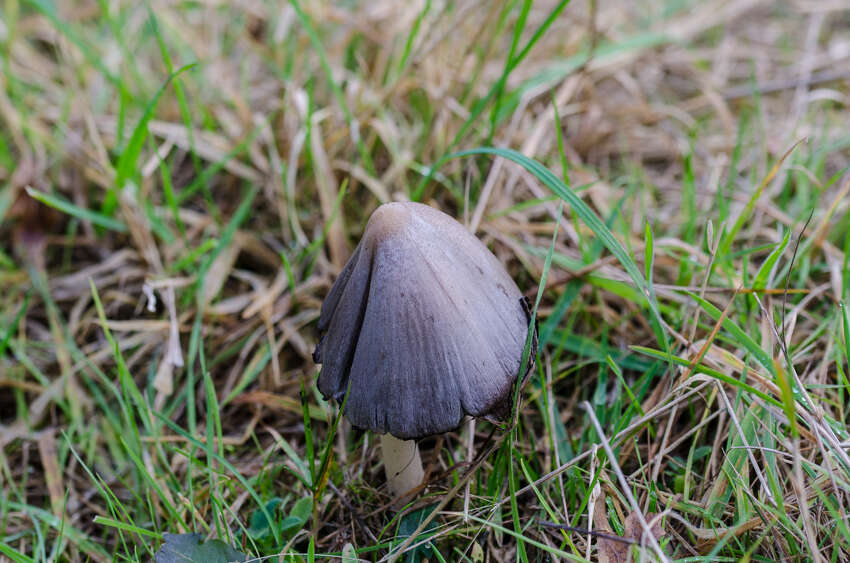 Coprinopsis atramentaria (Bull.) Redhead, Vilgalys & Moncalvo 2001 resmi