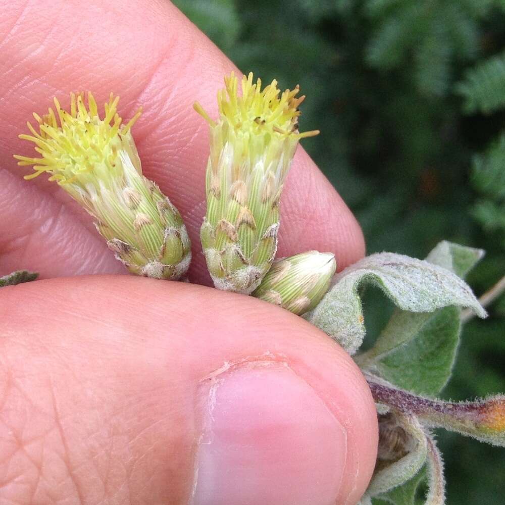 Brickellia secundiflora (Lag.) A. Gray的圖片