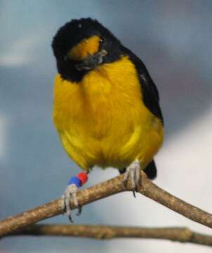 Image of Violaceous Euphonia