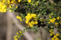 Image of gold-dust acacia