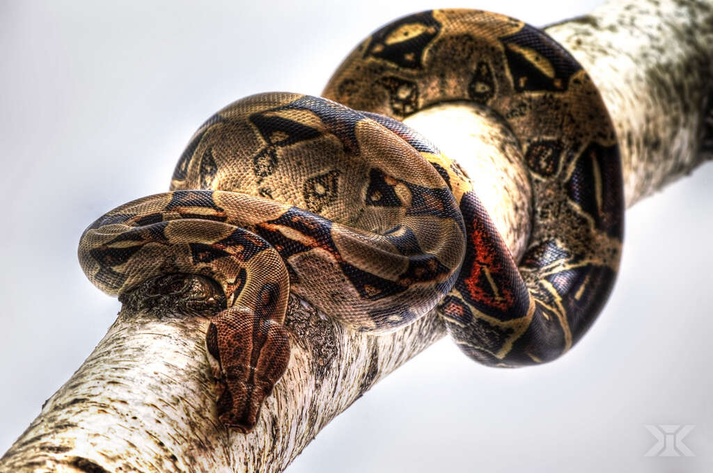 Boa constrictor Linnaeus 1758 resmi