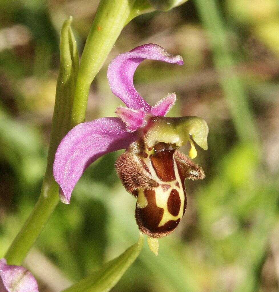 Image of ophrys