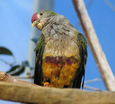 Image of Beautiful Fruit Dove