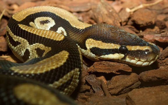 Image of Ball Python