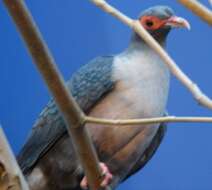 Image of Mountain pigeon