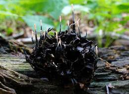 Слика од Xylaria liquidambaris J. D. Rogers, Y. M. Ju & F. San Martín 2002