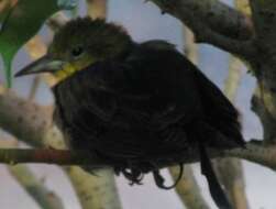 Image of Yellow-hooded Blackbird