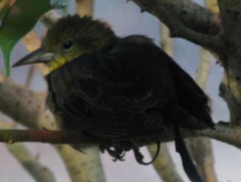 Image of Yellow-hooded Blackbird