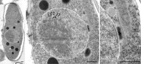 Sivun Schizosaccharomyces pombe Lindner 1893 kuva