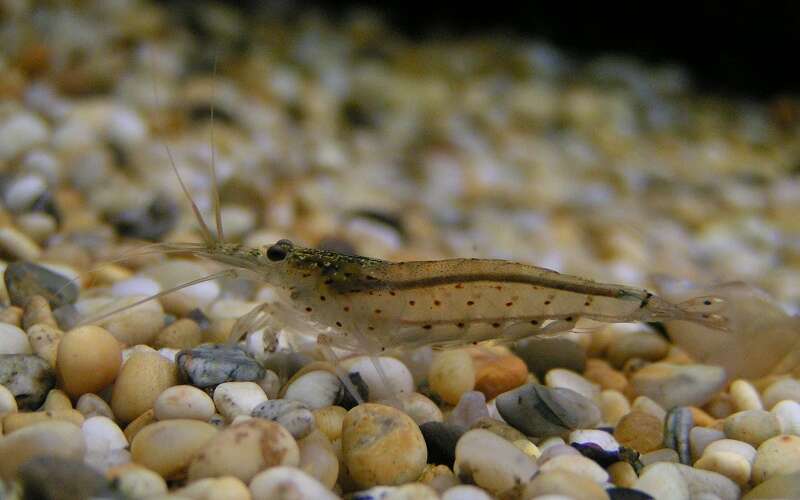 Image of Caridina multidentata