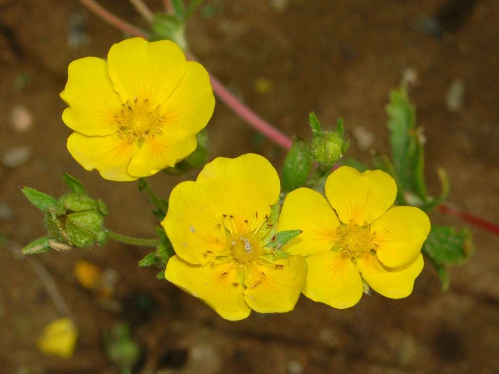 Image of Potentilla delphinensis Gren. & Godron