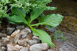 Image of Lysichiton camtschatcensis (L.) Schott