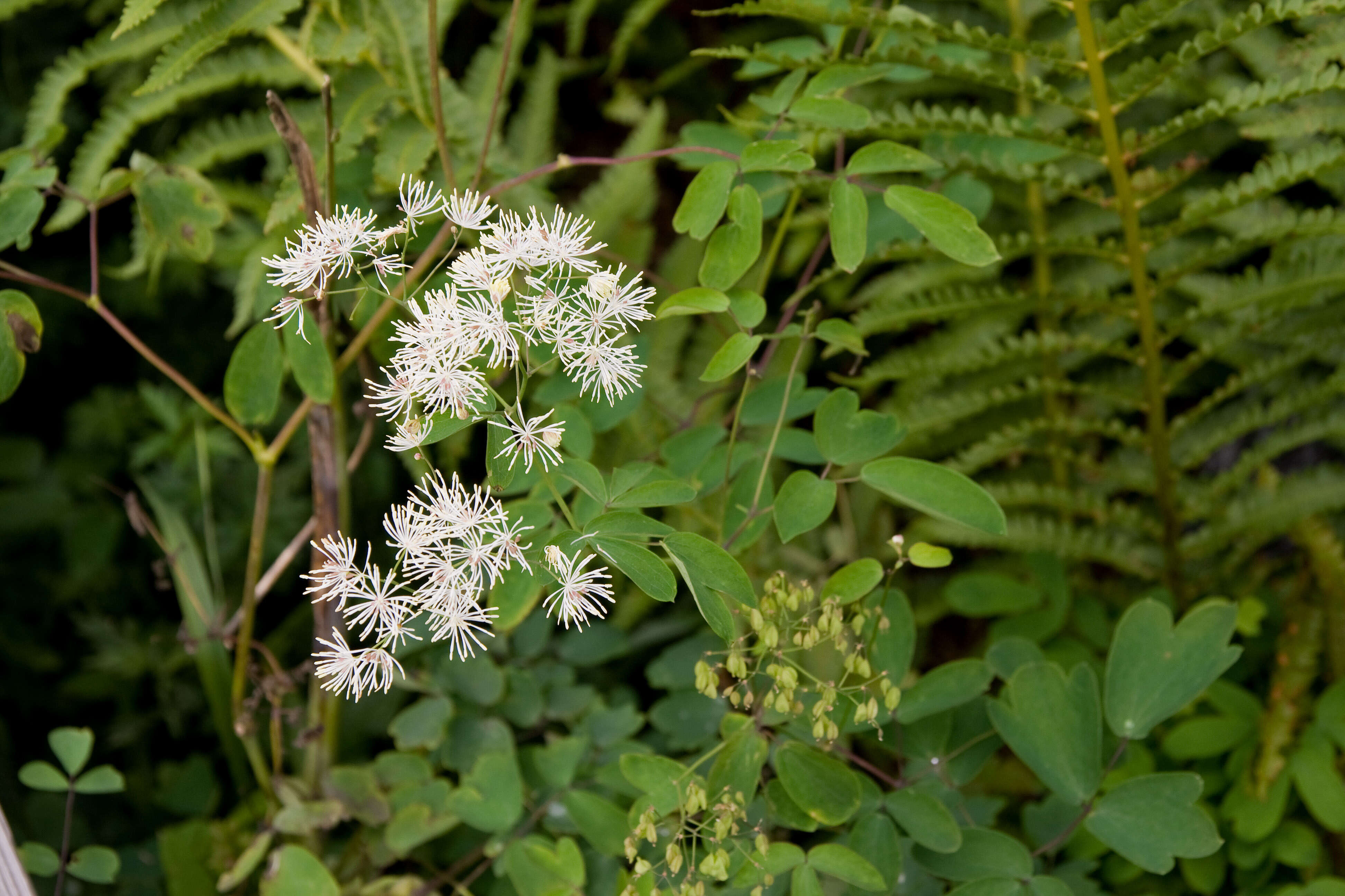 Image of Thalictrum aquilegiifolium