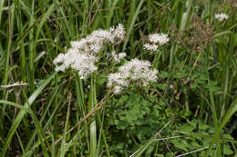 Image of Thalictrum aquilegiifolium