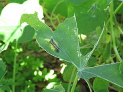 Image of Cotesia glomerata bracovirus