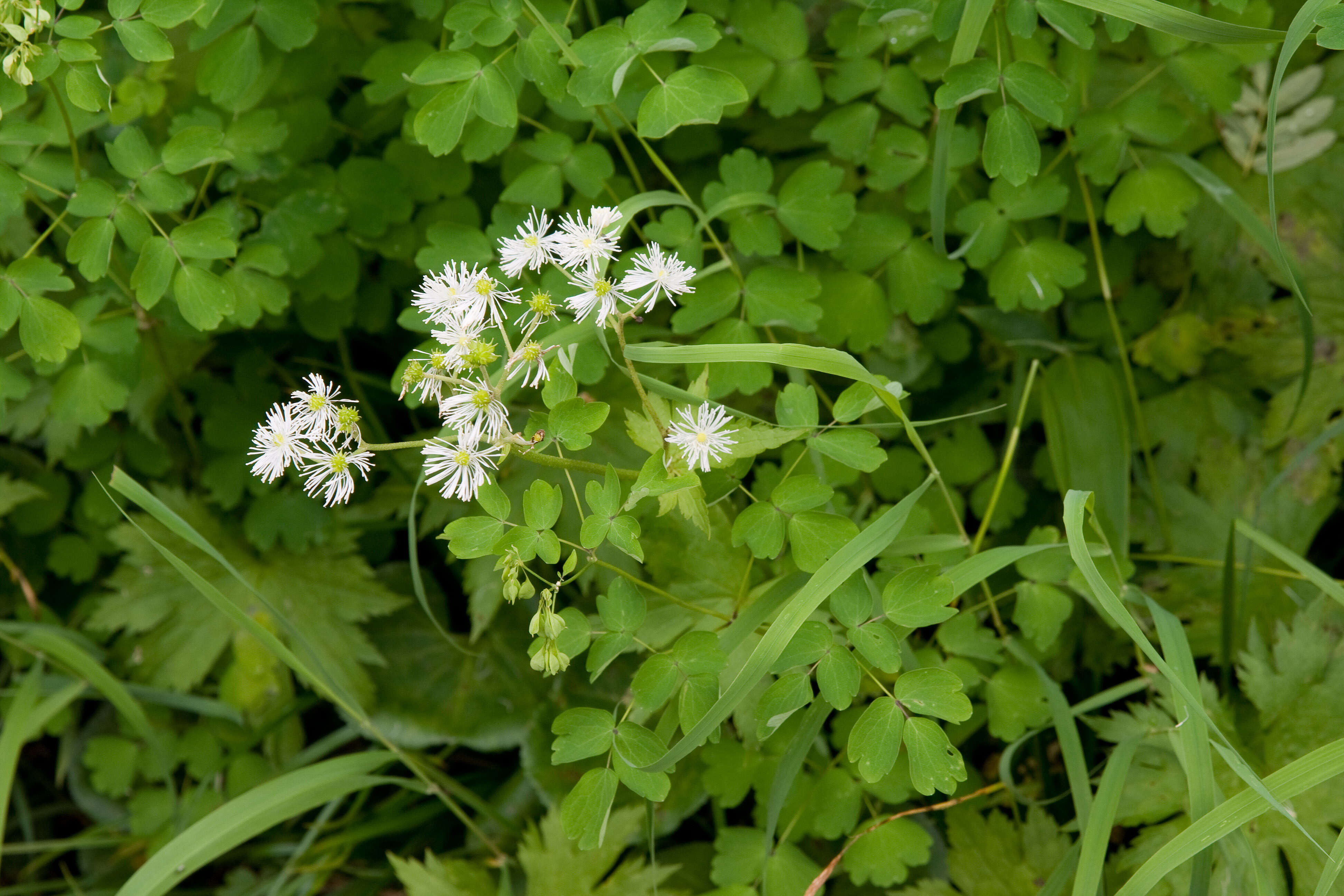 Image of Thalictrum aquilegiifolium