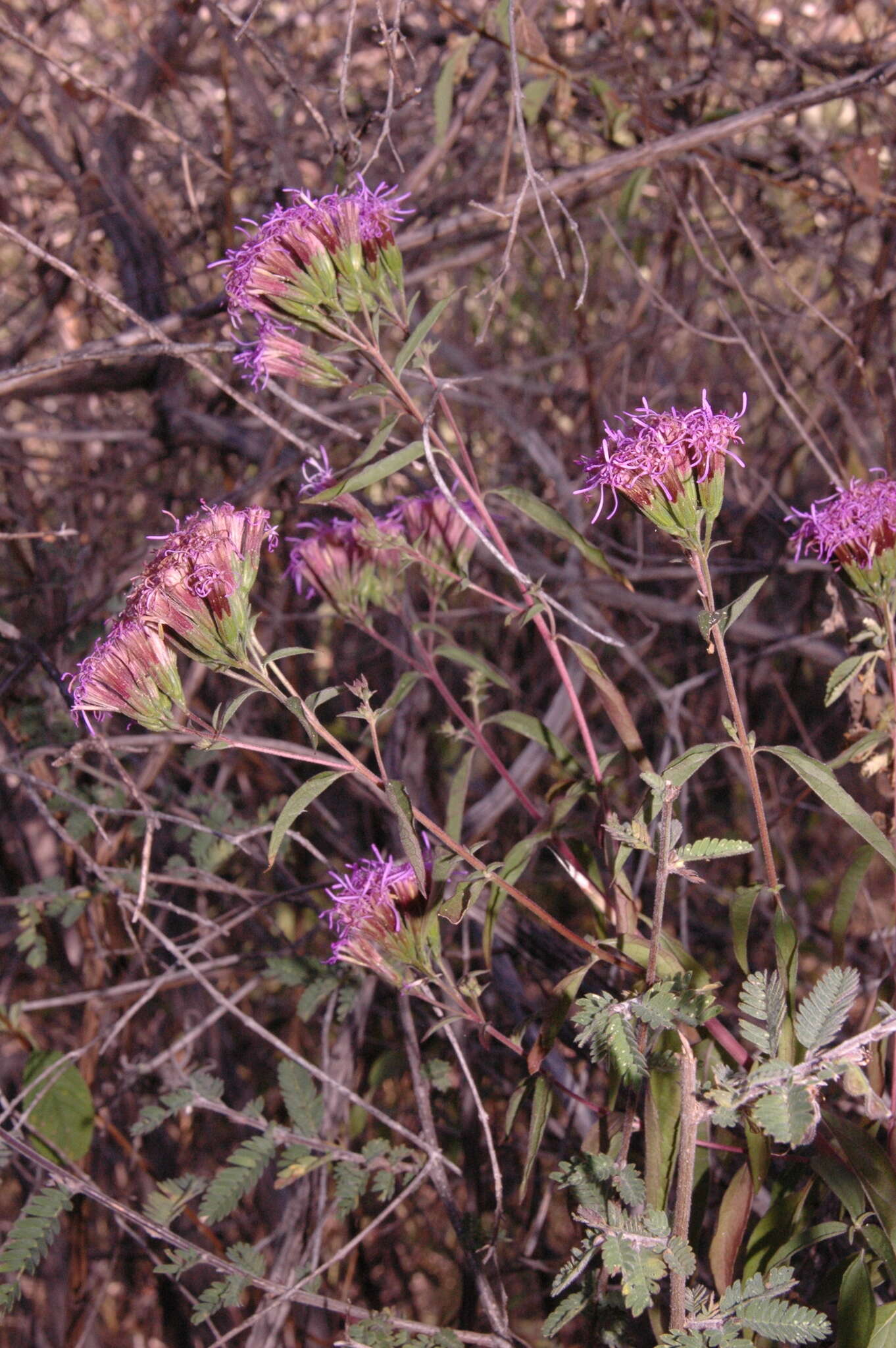 Sivun Steviopsis vigintiseta (DC.) R. King & H. Rob. kuva