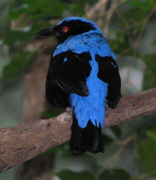 Image of Fairy-bluebird