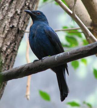 Image of Fairy-bluebird