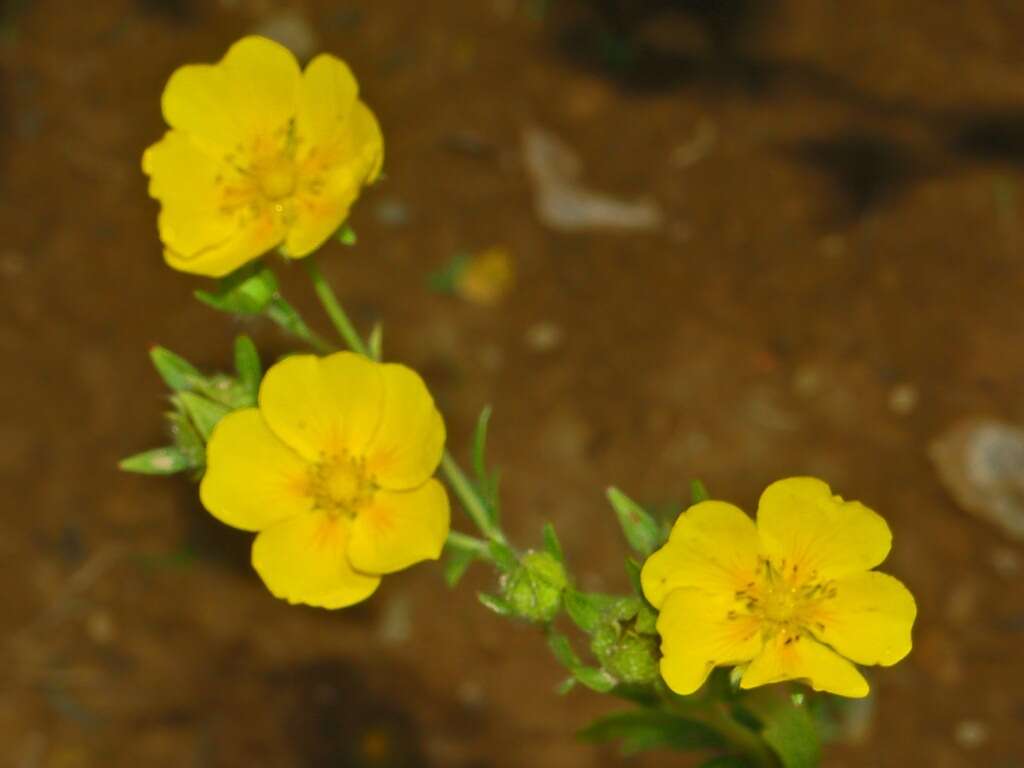 Image of Potentilla delphinensis Gren. & Godron