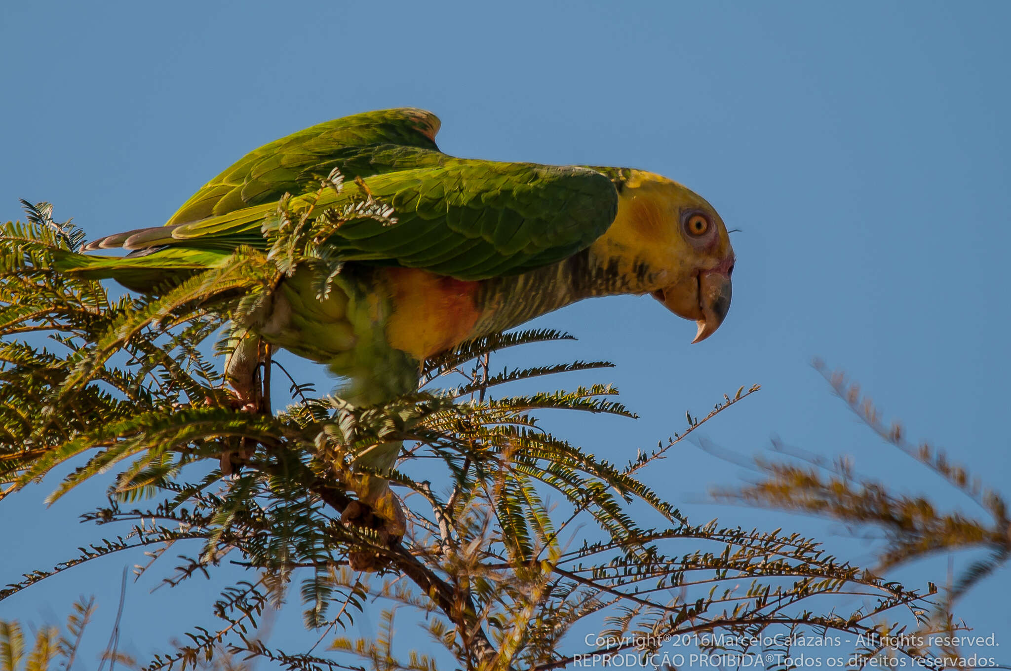 Image of Alipiopsitta Caparroz & Pacheco 2006