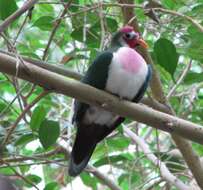 Image of Jambu Fruit Dove